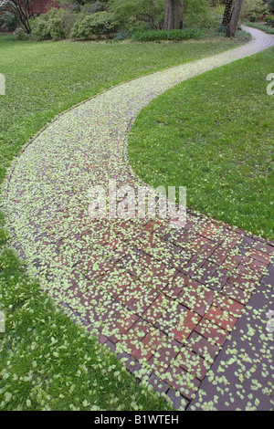 Elms Seeds and Path in Providence, Rhode Island Stock Photo