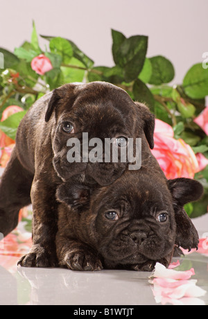 two young French Bulldogs Stock Photo