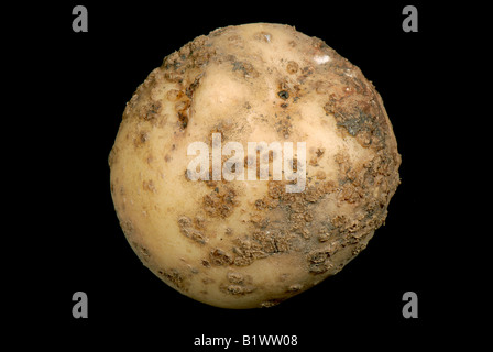 Powdery scab Spogospora subterranea infection on a small potato tuber Stock Photo