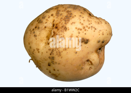 Powdery scab Spogospora subterranea small early lesions on a potato tuber Stock Photo