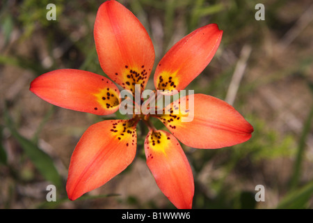Wood lily, Lilium philadelphicum, Yoho National Park, BC Stock Photo