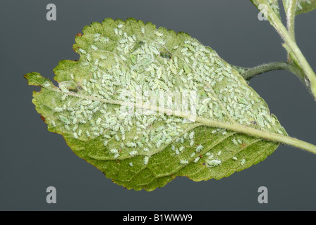 Mealy plum aphid Hyalopterus pruni infestation on the underside of a plum leaf Stock Photo