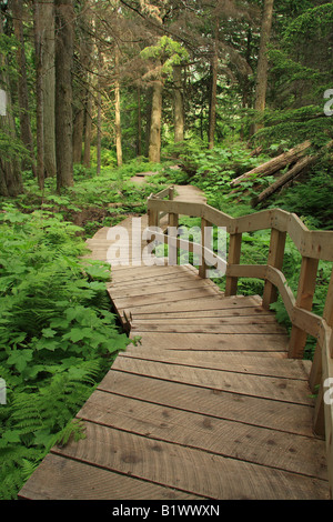 Boardwalk in Giant Cedars forest in Yoho National Park, British Columbia Stock Photo