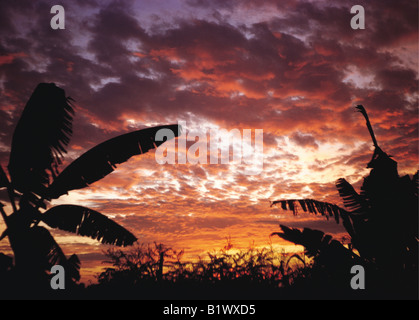 Banana tree and leaves silhouetted against beautiful clouds of equatorial tropical sunset sky Stock Photo