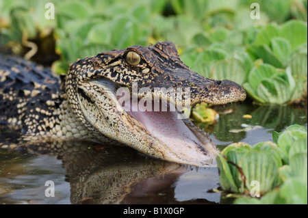 American Alligator Alligator mississipiensis adult in defense pose Refugio Coastel Bend Texas USA April 2008 Stock Photo