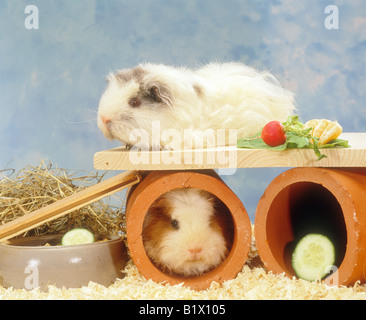 Guinea sales pig playground