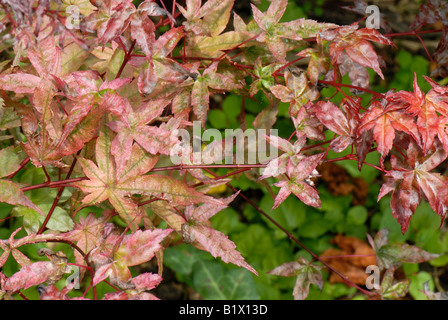 Powdery mildew on the leaves of a small red leaved Japanese maple Stock Photo