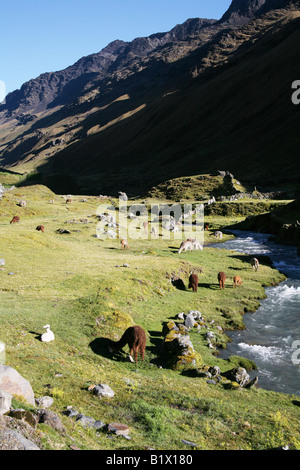 Lamas in the Cordillera Apolobamba, Bolivia Stock Photo