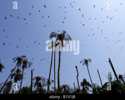 Bats fly of after being disturbed on a beach on Banana Island Sierra Leone Stock Photo