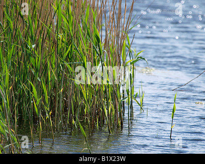 REED BED AND WATER HICKLING BROAD NATURE RESERVE NORFOLK ENGLAND UK Stock Photo