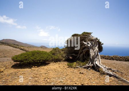 gnarled old juniper tree bent down and shaped by the enduring wind, El Sabinal, El Hierro, Canary Islands Stock Photo