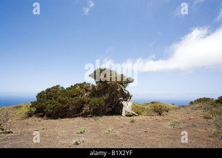 juniper tree bent down and shaped  by the enduring wind, El Sabinal, El Hierro, Canary Islands, black and white Stock Photo