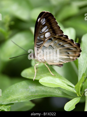 The Blue Clipper Butterfly, Parthenos sylvia lilacinus, Nymphalidae, South East Asia Stock Photo