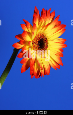 Red and Yellow gerbera flower isolated against a deep blue background Stock Photo
