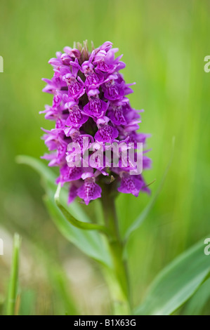 Northern Marsh Orchid close up Stock Photo