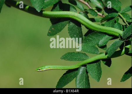 Rough Green Snake Opheodrys aestivus adult climbing in tree Refugio Coastel Bend Texas USA April 2008 Stock Photo