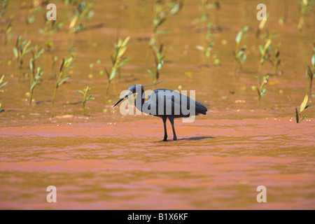 Dimorphic Egret Egretta dimorpha fishing in Betsiboka River, Madagascar in October. Stock Photo