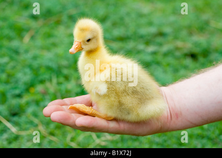 CLOSE UP OF A GOSLING Stock Photo