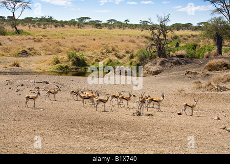 Red-fronted Gazelle, Gazella Rufifrons, Serengeti National Park, Tanzania, Africa Stock Photo