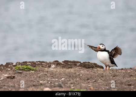 Atlantic Puffin (Fratercula arctica) stretching his wings Stock Photo