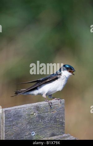 Tree Swallow chirping on top of nesting box Stock Photo
