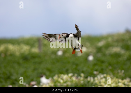 Atlantic Puffin (Fratercula arctica) coming into land Stock Photo