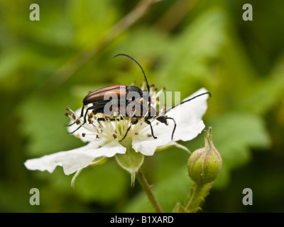 Longhorn Beetles Strangalia melanura (Cerambycidae) Stock Photo