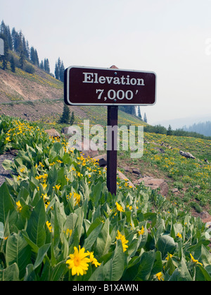 A mountain elevation sign at 7,000 feet is placed amongst wildflowers growing along the main road in Lassen Volcanic National Park, California, USA. Stock Photo