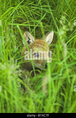 portrait shot of a red deer fawn hidding in the grass