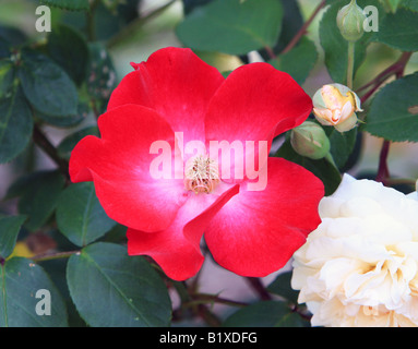 A red Berlin shrub rose. Stock Photo