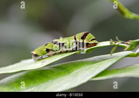 Common Mormon Swallowtail Butterfly Caterpillar, Papilio polytes, Papilionidae Stock Photo