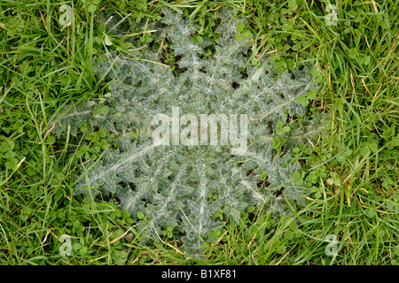 Thistle rosette in grass close up England UK Stock Photo