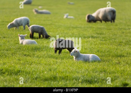 Sheep and lambs grazing on a warm sunny evening Stock Photo