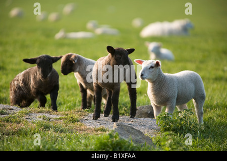 four lambs gambolling in a sunlit meadow on a warm evening Stock Photo