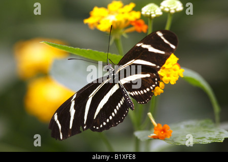 Zebra longwing Heliconius charitonius butterfly Stock Photo