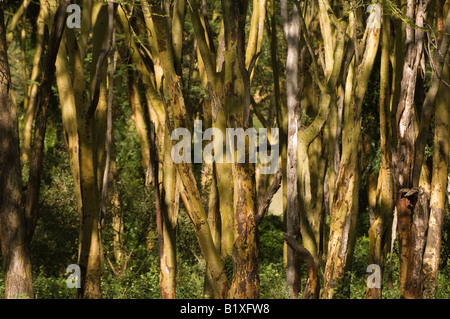 Yellow barked acacias trees Stock Photo