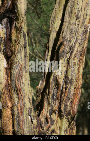 Yellow barked acacias trees Stock Photo