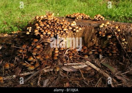 Cluster of brown white mushrooms growing on side of tree stump Stock Photo