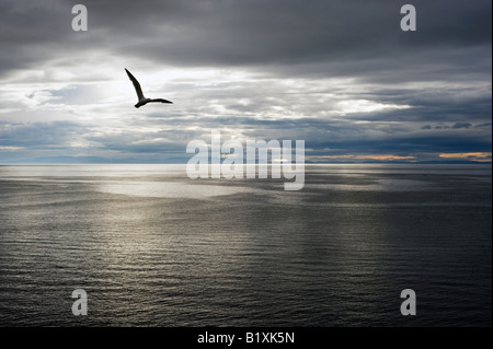 Seagull silhouette across the Moray firth  on a calm stormy night.  Moray, Scotland Stock Photo