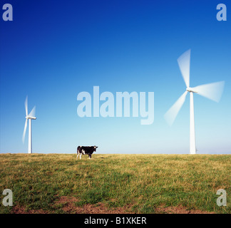 Two wind Turbines and cow at Bear s Down, St Eval, near Padstow, North Cornwall, England, UK. Stock Photo