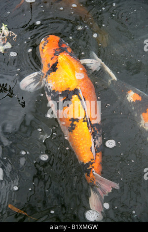 Koi Carp, Cyprinus carpio, Cyprinidae Stock Photo