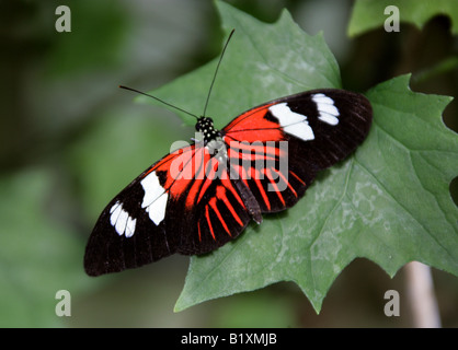 Postman Butterfly, Heliconius melpomene,  Nymphalidae, South America Stock Photo