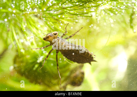 larva of the Common Hawker dragonfly in pond Stock Photo