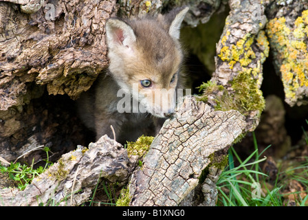 Red Fox cub emerging from Den Stock Photo