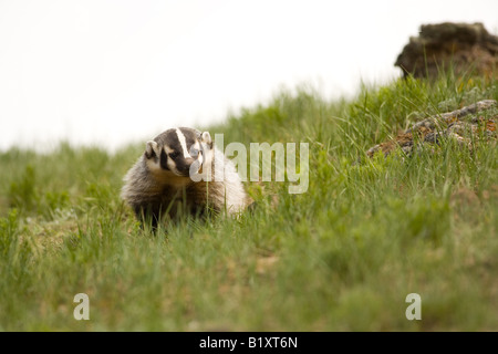 American Badger (Taxidea taxus) in Yellowstone National Park, Wyoming Stock Photo