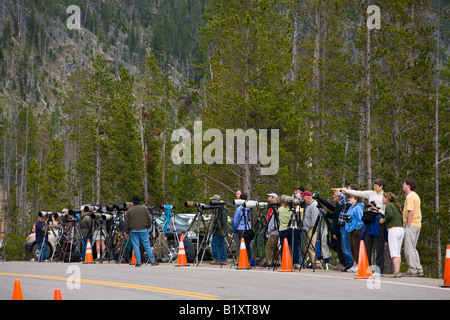 a row of photographers taking photos of wildlife in Yellowstone National Park, Wyoming Stock Photo