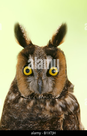 Long Eared Owl Captive Vertical Stock Photo