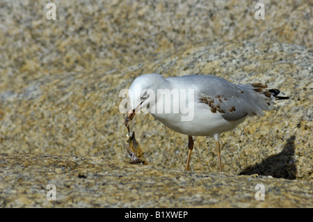 A juvenile Silver Gull Larus novaehollandiae feeding on a scrap of dead fish. Stock Photo