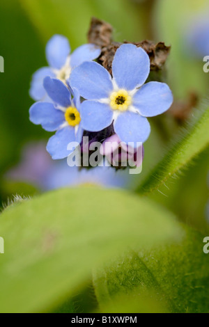 Water forget-me-not (Myosotis palustris scorpioides) England, UK Stock Photo