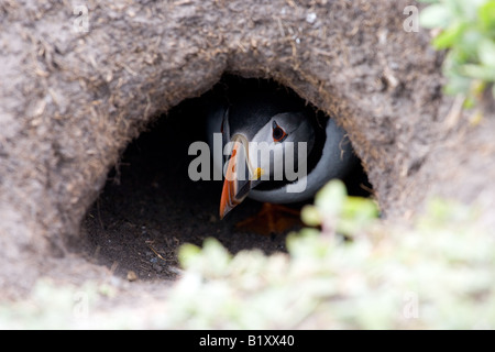 Atlantic Puffin (Fratercula arctica) hiding in the nest in the hole in the ground Stock Photo